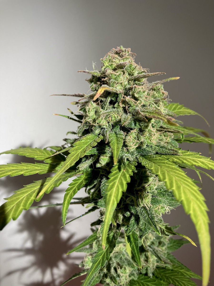 cosmowilly's tweet photo. The day has come! 🪓
🍃 HARVEST
DAY_087
#LemonAK
#AutoFlower
#LivingSoil
@Fast_Buds
@BuildASoil https://t.co/f25mizj98m
