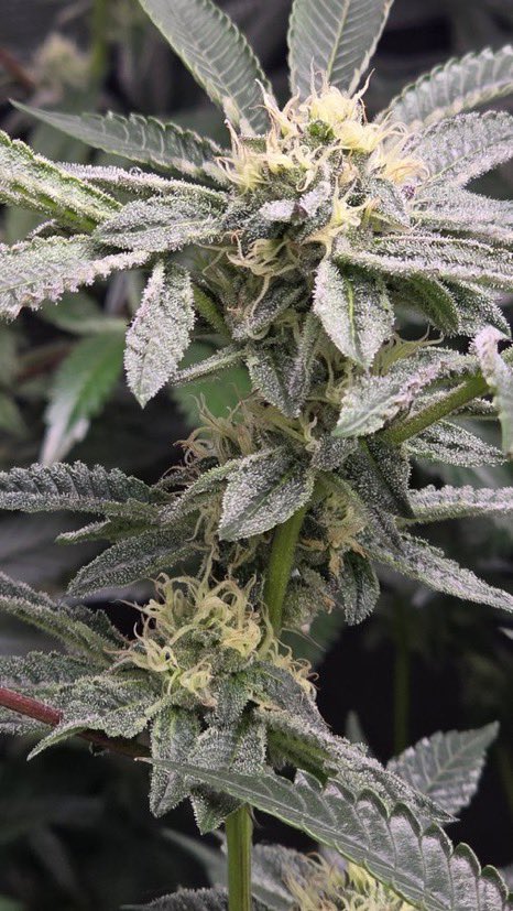 IobDutch's tweet photo. Gumbo doing her thing beginning week five and she is frosted with some beautiful colors. She gives some deep smells with some candy and gas. This will be my second time running her🔥🤙 https://t.co/tAuOSFV1Ld