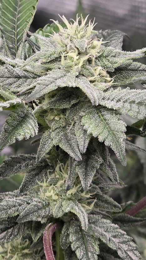 IobDutch's tweet photo. Zoom in on that, it's been awhile since I popped any bag seed. This girl came from a random bag seed I found in some black runtz my buddy grew. I'll tell you what she is stinky and frosted as hell week 5🔥🔥🔥 https://t.co/5zlbWH3jjm
