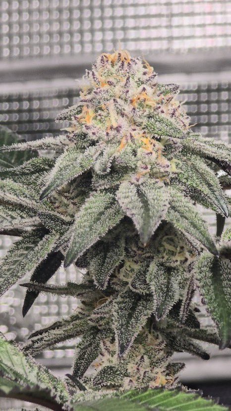 IobDutch's tweet photo. Permanent Gas starting to get those beautiful colors week 6 and she is just frosted. She reeks of marker and gas ⛽️🔥❄️ https://t.co/q1mvkuXErW