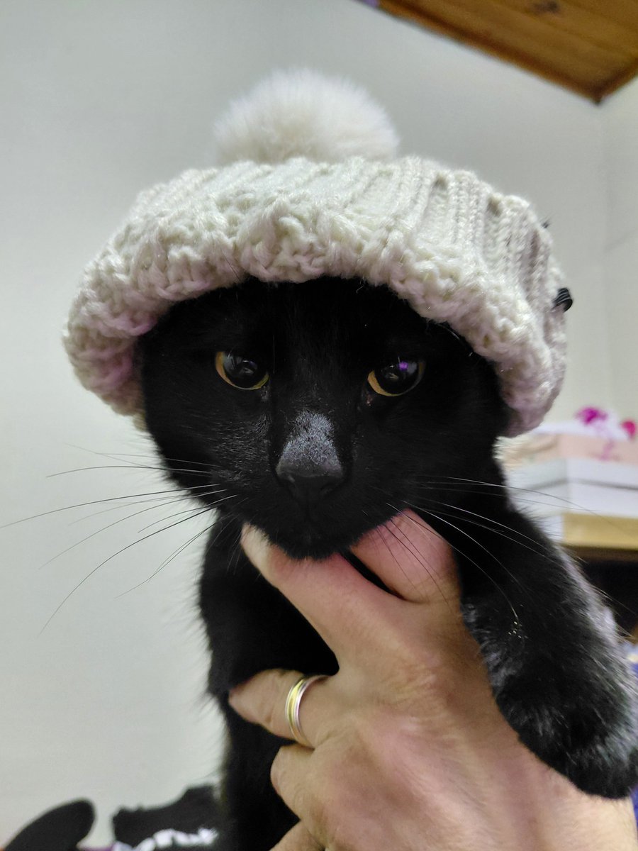 reqhiem's tweet photo. 100años d mala suerte a todos los q ignoren a mi gato con gorro https://t.co/mmeZRQgppq