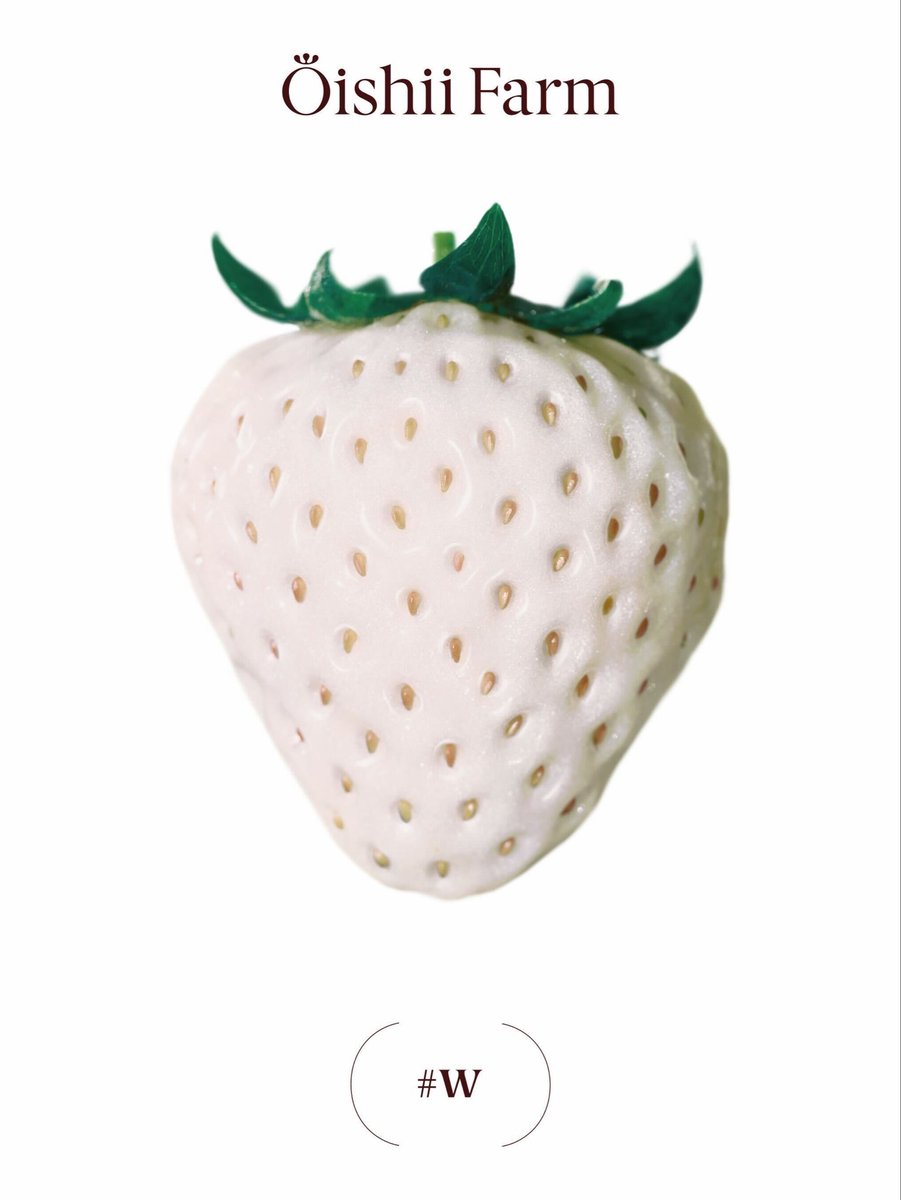 O1sh11farm's tweet photo. 若干興奮気味の投稿、お許しください🙏

今月の第三弾！Chez Calvert！Sezanne(ミシュラン三つ星/Asia Top50)を率いていたダニエルが独立して今月麻布台ヒルズにオープンした新店に10月1日から弊社のいちごを提供させて頂いてます。

2年前にSezanneでお会いして「日本で作る時は是非教えてね」と言われていたところから、先日羽村のセンターにも来て頂き、本当に彼のレストランのオープニングメニューで使ってもらう事ができ、感無量です。

当時は彼がSezanneを離れて自分でお店を出すことも、そしてまだ僕らが日本で生産することも決まっていませんでした。お互い一人の「料理人」と「客」という立場で出会い、そこから2年経ってこのようにコラボレーションできた事が本当に嬉しいです。日本参入時の一つの目標が「ダニエルに使ってもらう」だったので、Dream come trueです。

予約も全然取れないのでいつ食べれるのやら、、と思っていたところ、知り合いの方々がオープン初日から我々のいちごのデザートをSNSに上げて下さっているのを発見し、毎日写真を見ながら味を想像しています笑
　
なお、Chez Calvertに提供させて頂いているいちごはOishii Farmいちご#Wという白いちごになります。世界でここでしか食べれない、本当に本当にOishii史上最高傑作のいちごとなりますので、万が一ここから年内Chez Calvertにお越しの方は、是非ご堪能ください。ご意見もお待ちしております☺️