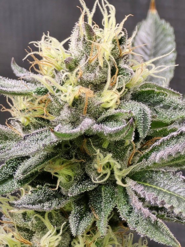 IobDutch's tweet photo. Close up on the Lemon Cherry gelato week 5❄️🔥🍋🍒
#letsGrowTogether https://t.co/ILaCdsE8Fb
