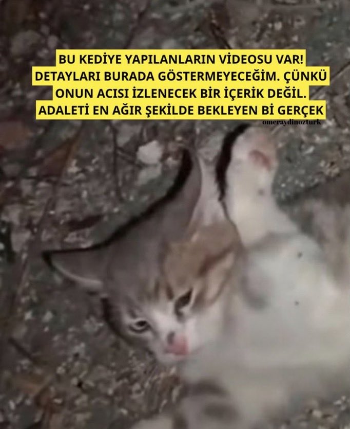 reyswalker's tweet photo. globale yayılmışken kendi ülkesi bu bebeği umursamıyor, hala katiller bulunmuyor. kimin piçlerini koruyorsunuz acaba? siz bu yavrunun katillerini bulana kadar her gün bunu söylemekten yorulmayacağız 
#MinikKediyiUnutmadık 
#minikiçinadalet 
#yavrukediiçinhesapvakti https://t.co/BFEAXcSuoh