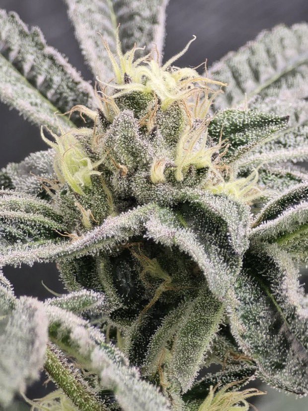 IobDutch's tweet photo. Close up on the Gumbo week 5. She is frosted ❄️❄️❄️
#GrowYourOwn https://t.co/qr2JvvrJW4