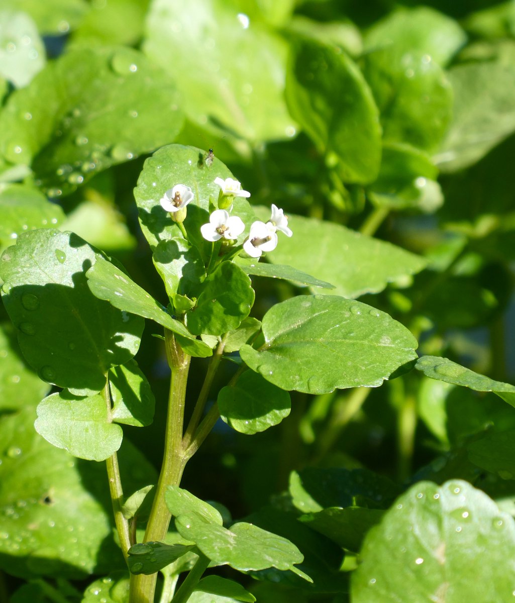 beatricegroves1's tweet photo. Wild watercress💚🤍💚
I love to see glossy banks of watercress on stream margins. It is one of the oldest known leaves in the human diet &amp; is packed with good things such as iodine &amp; vitamin K.
(Wild plants must be cooked)🌿 https://t.co/q5eB7bezMz
