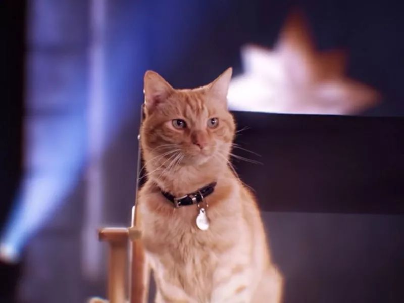 Franchescawvxid's tweet photo. Just did a set on how my cat thinks she’s my life coach and now half the room’s Googling “feline life coach certification” — therapy who， https://t.co/cg9OuZX2L2
