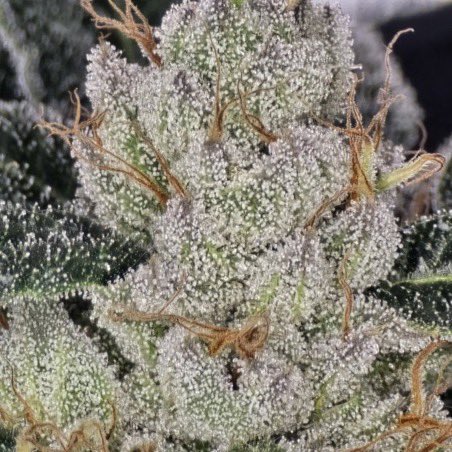 IobDutch's tweet photo. Going through some older pictures and I found a picture of some Dog Walker OG I grew some years back. She was special and showed a lot of the chem in her. Had some amazing flavors. Straight gas🔥🔥 https://t.co/3Lzm5f2liH
