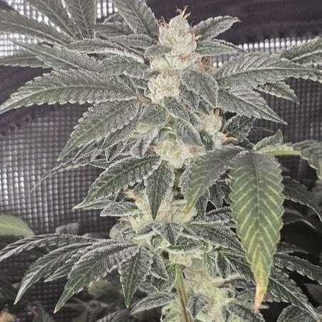 IobDutch's tweet photo. Going through some older pictures and I found a picture of some Dog Walker OG I grew some years back. She was special and showed a lot of the chem in her. Had some amazing flavors. Straight gas🔥🔥 https://t.co/3Lzm5f2liH