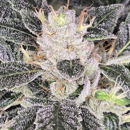 IobDutch's tweet photo. Going through some older pictures and I found a picture of some Dog Walker OG I grew some years back. She was special and showed a lot of the chem in her. Had some amazing flavors. Straight gas🔥🔥 https://t.co/3Lzm5f2liH