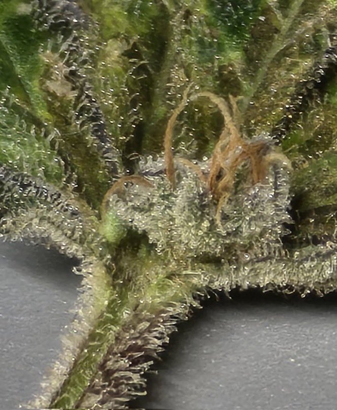 IobDutch's tweet photo. Cool shot of a mutation. Its beautiful though🔥🤙 https://t.co/jgnLHYSHz1