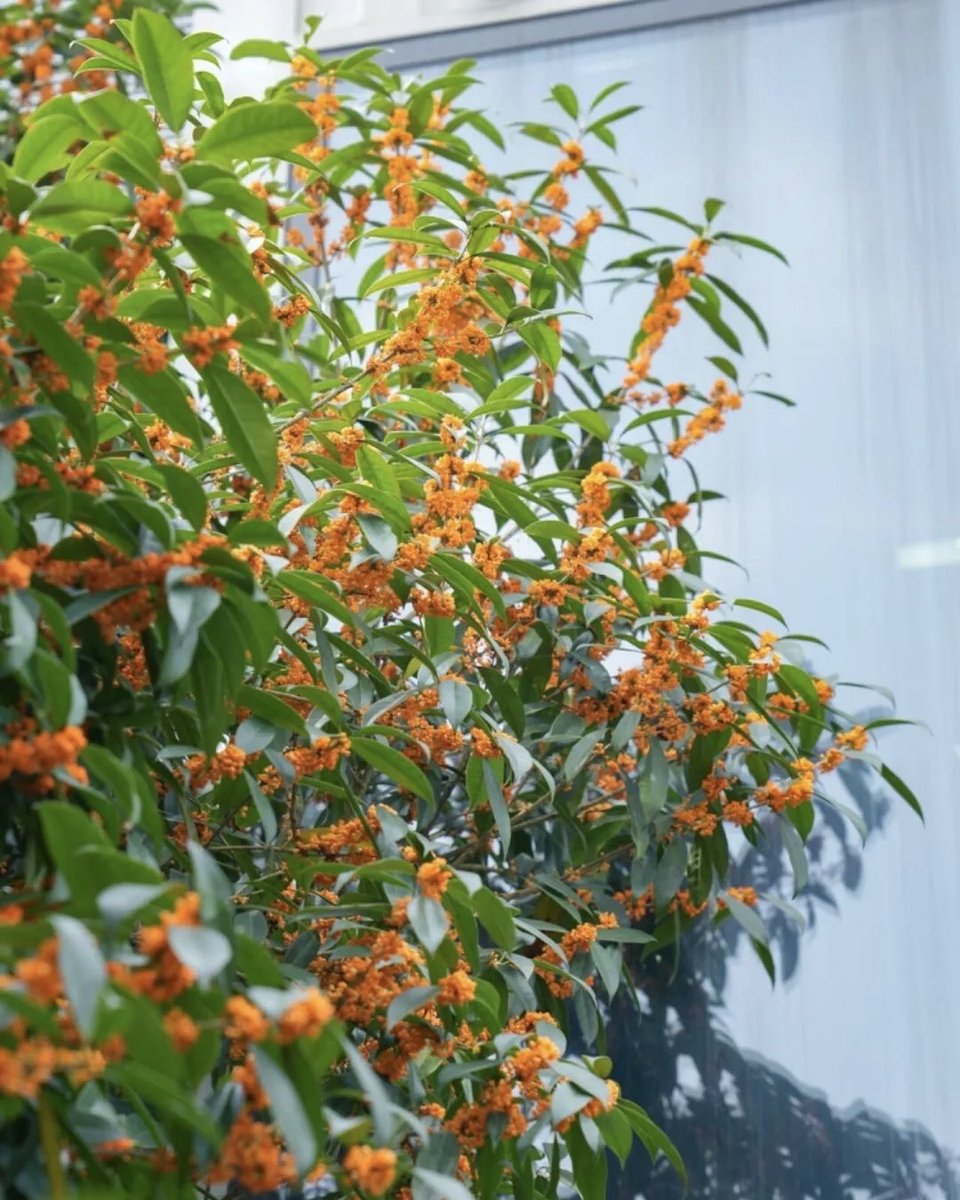 AndiAndini194's tweet photo. This autumn, I found the old jade pendant with the character 诎, the warm osmanthus blossom in the courtyard makes me hold the quiet joy of this season tight. https://t.co/HeHzccpgya