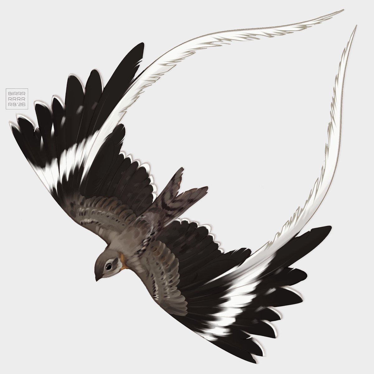 birrrrrrrrb's tweet photo. day 6 — Pennant-winged Nightjar

These wings look otherworldly and, for that reason, so incredible 😳

#art #artwork #birbtober2026 https://t.co/m6hFOlDC12