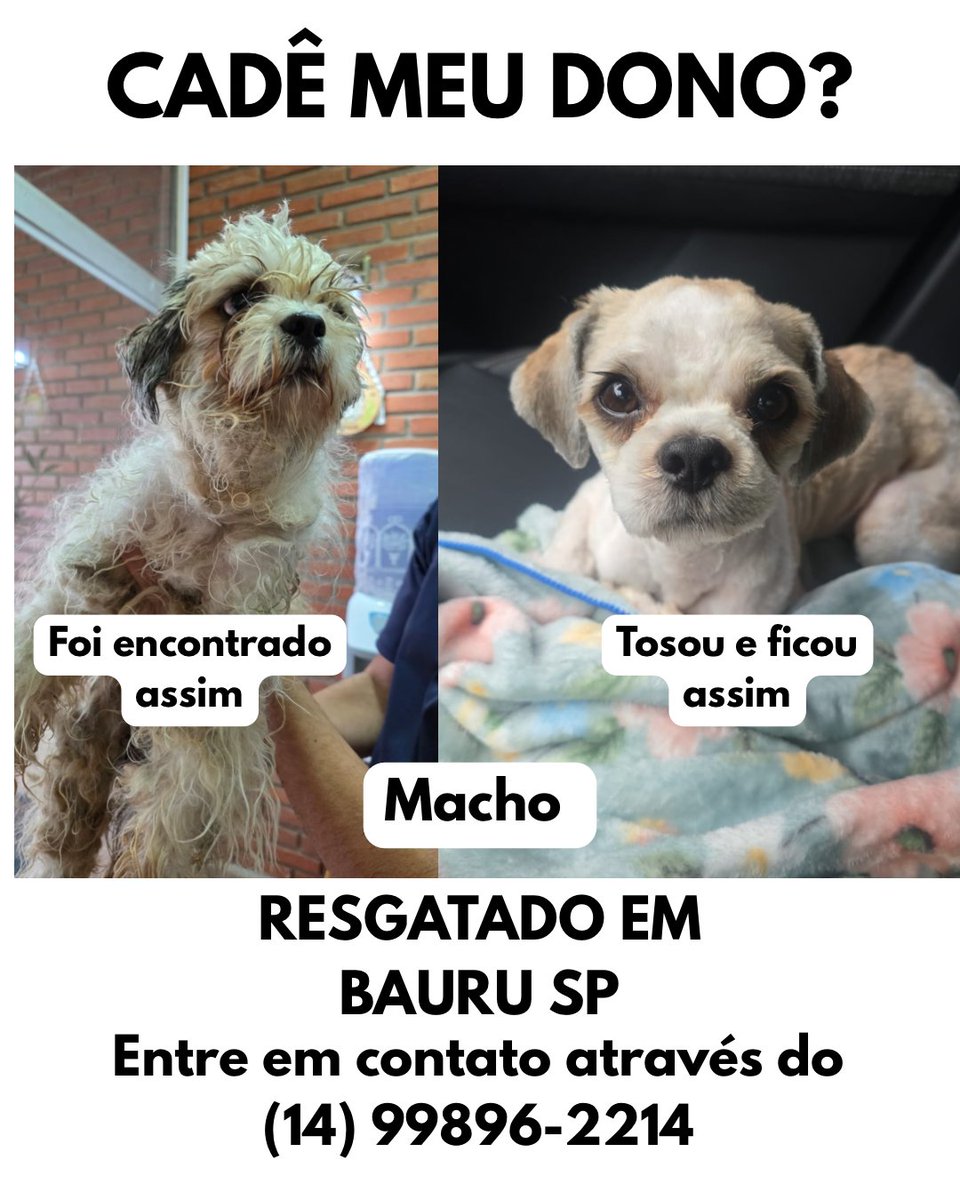 VivianDota's tweet photo. Procura-se dono desse cãozinho
Macho, foi encontrado no bairro Bela Vista em Bauru-SP
Ele estava próximo ao colégio Francisco Antunes, no domingo dia 04/10
Para mais informações, entre em contato conosco através do (14) 99896-2214
#bauru #procurase #cademeudono https://t.co/xEjpQhcn8R