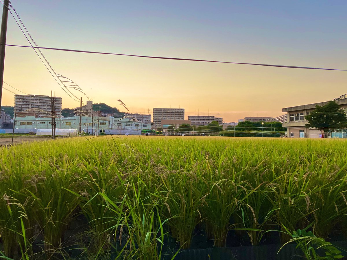 fawnisland's tweet photo. 🌾秋色は黄金色

夕日に染まるキャンパス🌇
#鹿児島大学

緩やかに流れる薩摩の時間
#稲穂

黄色でも、金色でも
おうごん色でもない
心に染み入る色
「こがねいろ」

やわらかく、あたたかい
記憶、思い出、感情・・・

今日も素敵な一日を❣️

#LED技術コンサル → 📩
#鹿児島中央駅ライフ https://t.co/oGNorMSpZB