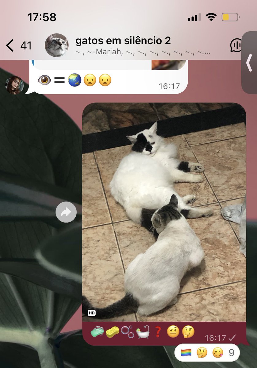 lettpfvr's tweet photo. Denuncia 🚨
Eu postei uma foto do meu gato desprezando o gato mendigo q vem aqui em casa comer no gatinhos em silêncio e insinuaram q o meu filho é LGBT 🏳️‍🌈 https://t.co/kD8hefDyFT