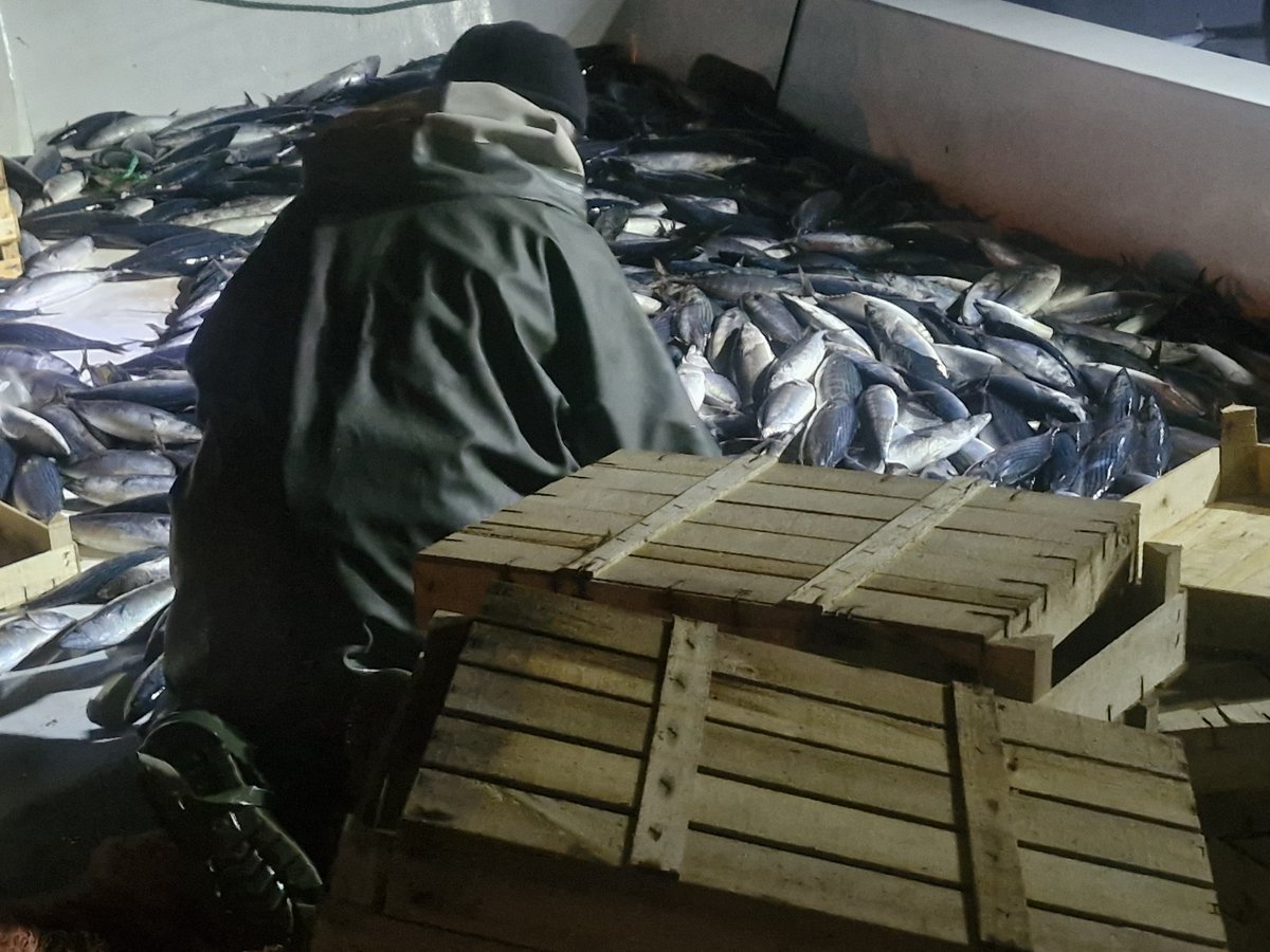 BogazKc's tweet photo. Orta Karadenizde Palamut toptanda tane 30TL.

Siz şehirlerde perakende olarak kaç TL ye satın alıyorsunuz? https://t.co/jWCwSkDrl2