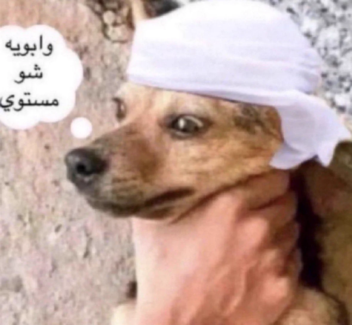 شــعُور on X: 