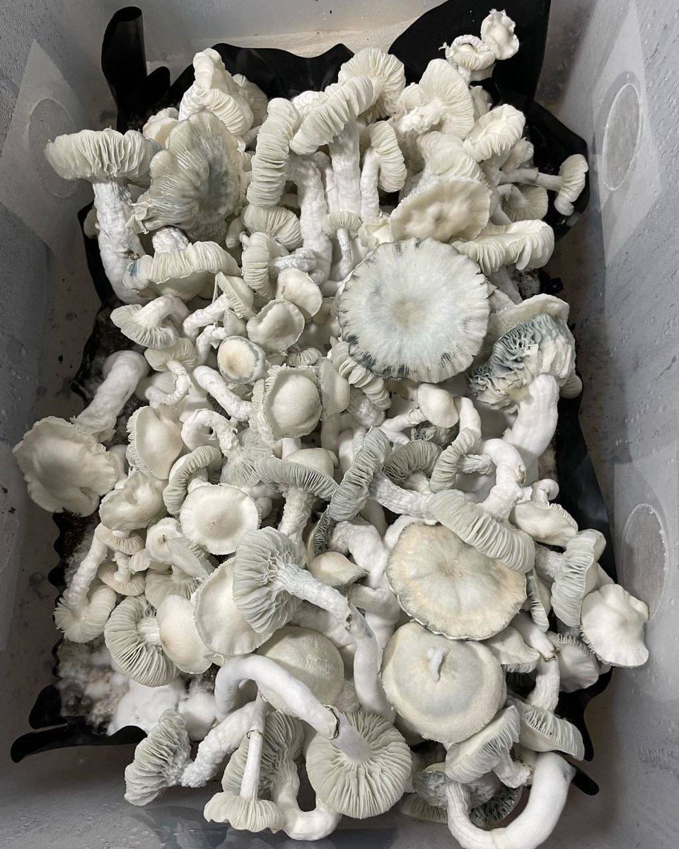 EliottMyco's tweet photo. Db stakz5🍄
#mushroom #Psychedelics https://t.co/WHgkvaksPI