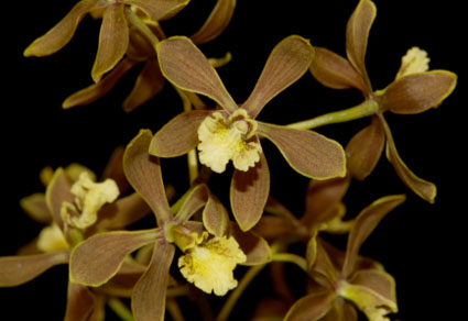 Phytotaxa's tweet photo. Encyclia rommeliana (#Laeliinae, #Epidendroideae, #Orchidaceae), a new species from Chiapas, Mexico
#taxonomy
#newspecies
https://t.co/RS5opgdE2z https://t.co/HctqEDMYQj
