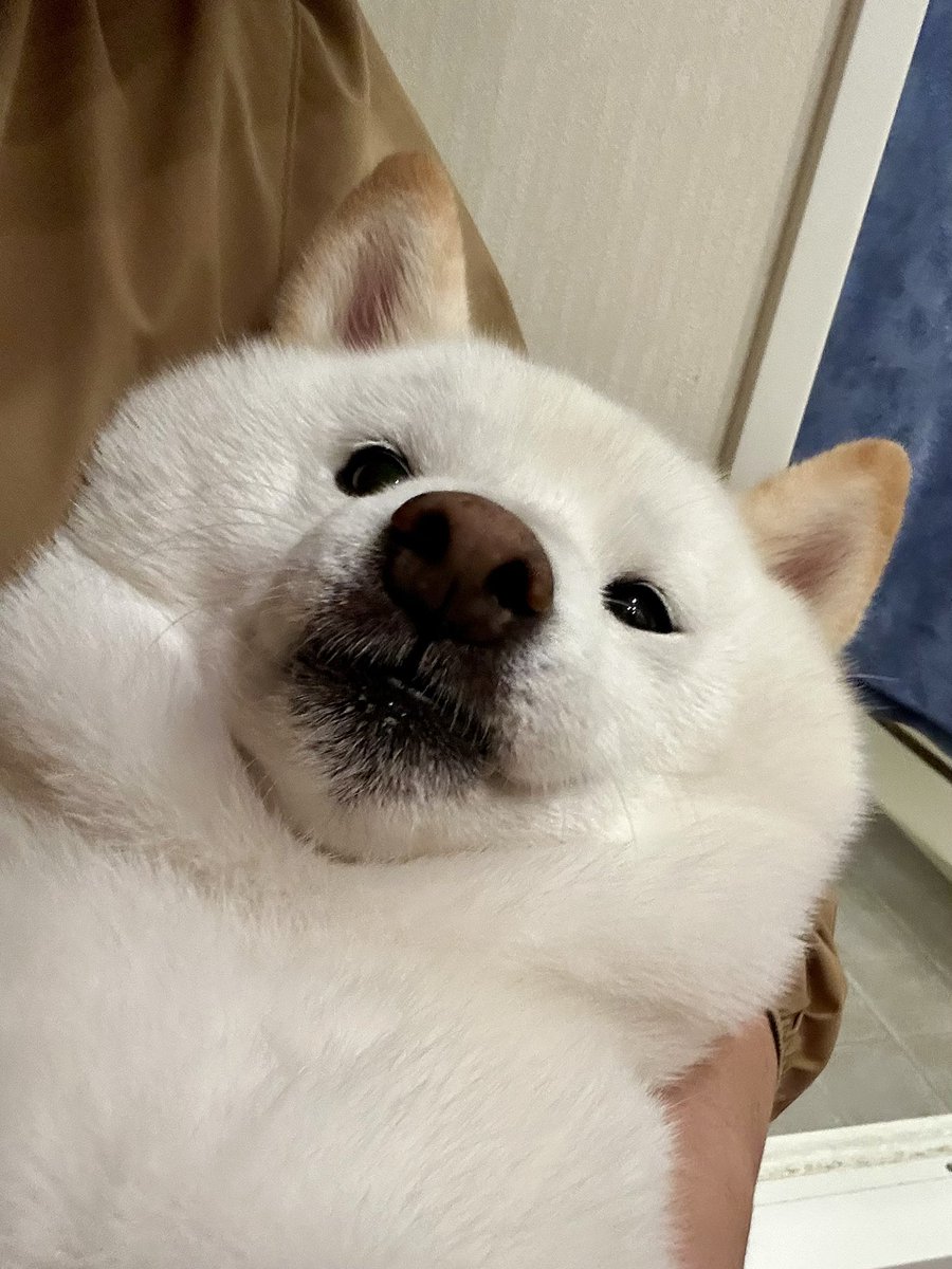 Latte_Shibainu's tweet photo. おはラッちゃん。
抱っこでぽんぽん保湿中。 https://t.co/cOXwUqzDzR