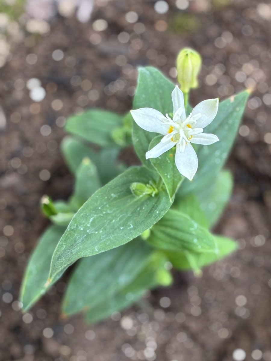 oRHYNkWVjZ26583's tweet photo. The white toad lily I planted last week has bloomed 😊
I know I should cut the bloom, but I want to admire it a little longer. So beautiful ✨

#WhiteWednesday 🤍
#toadlily #mygarden https://t.co/DCL99EcTkP
