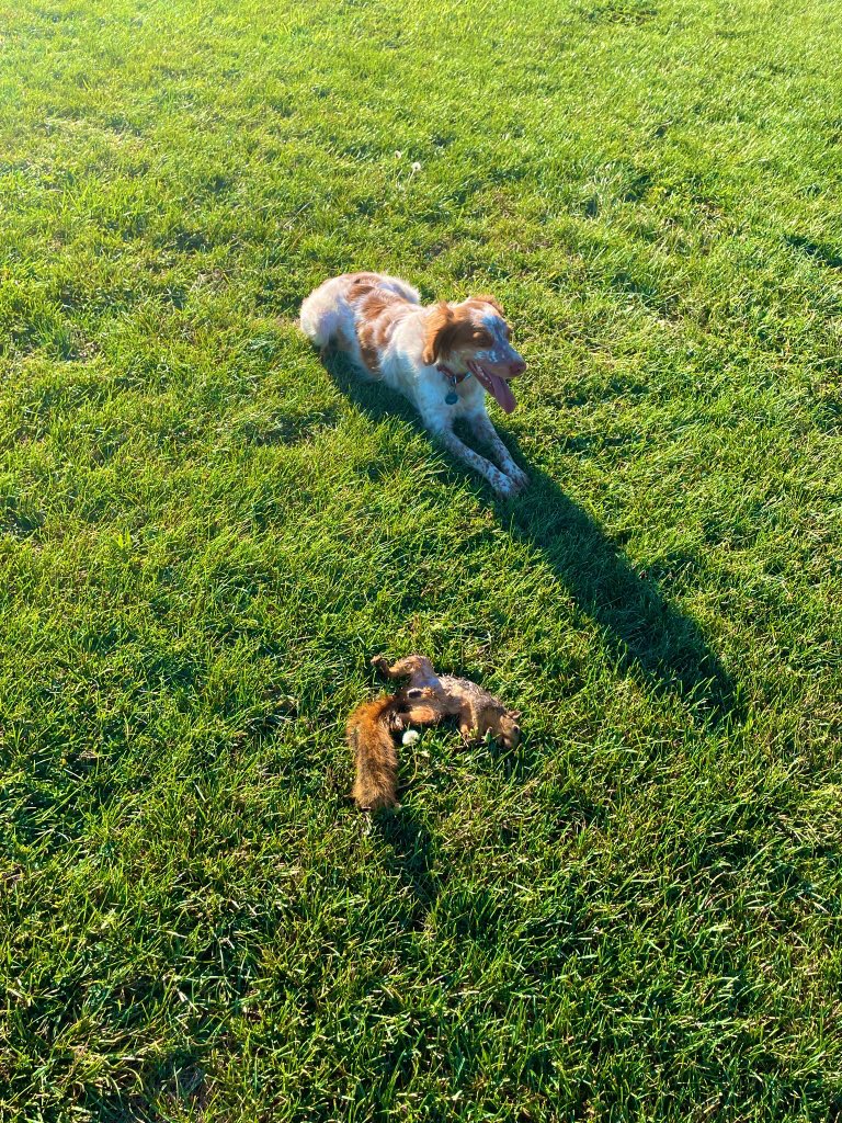 granpalilbob's tweet photo. @505Cali2 Except squirrels, Freckles hasn’t accepted the everything is sacred doctrine yet https://t.co/jvXaalbW5u