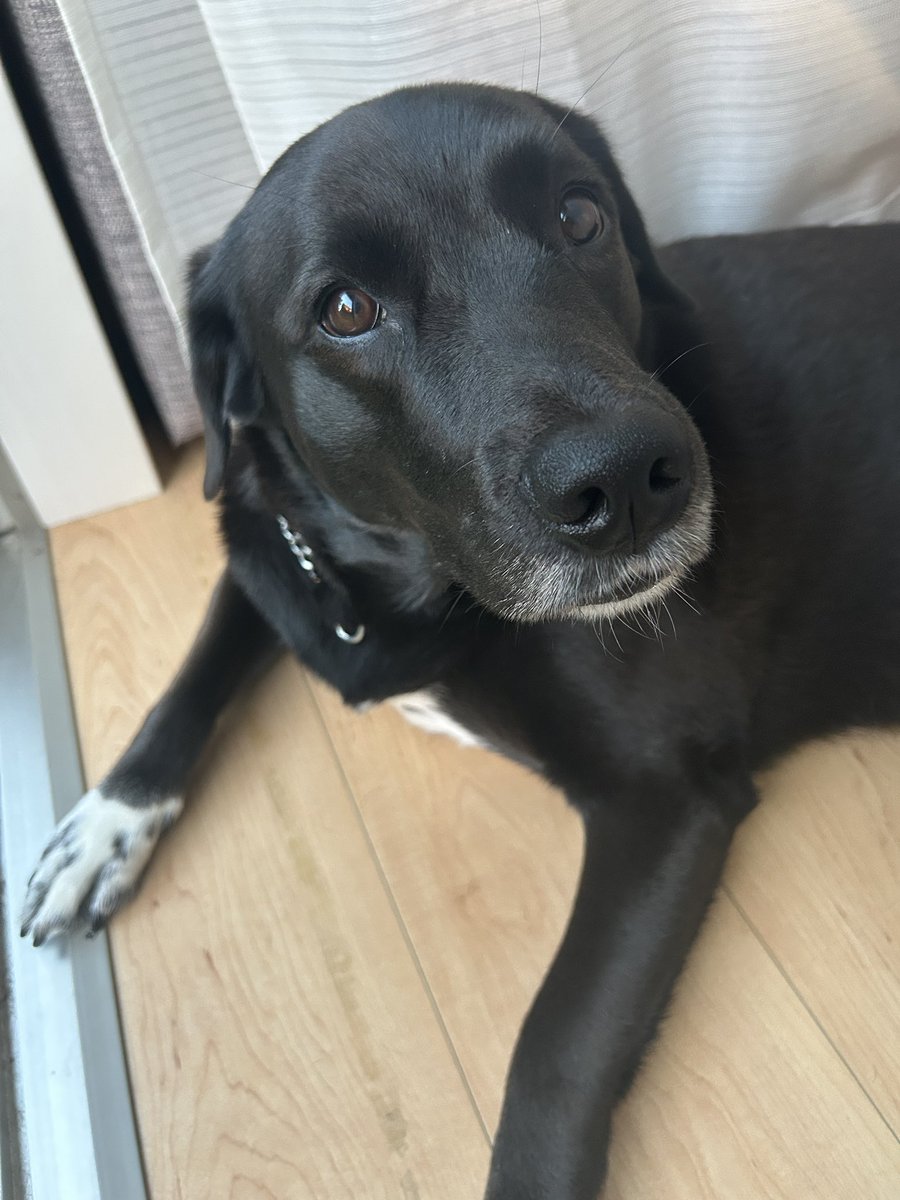 N_oooir's tweet photo. 犬、朝起き渋るようになってきた https://t.co/hAek6BTgXl