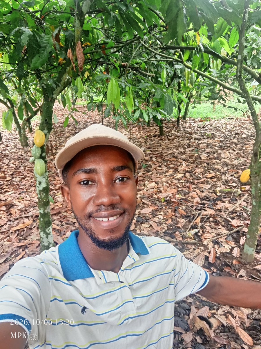 MPKwarteng_'s tweet photo. When you know a 64kg bag sells at GH¢2,650 and GH¢42,400 tonnage at a gross Free-On-Board (FOB) share of 71% nearly 40% more than our Ivorian counterparts.

Visited the farm to see progress and its trite the tireless efforts are not in vain. Respect to all farmers! Never easy!! https://t.co/fHaSFtTQMj