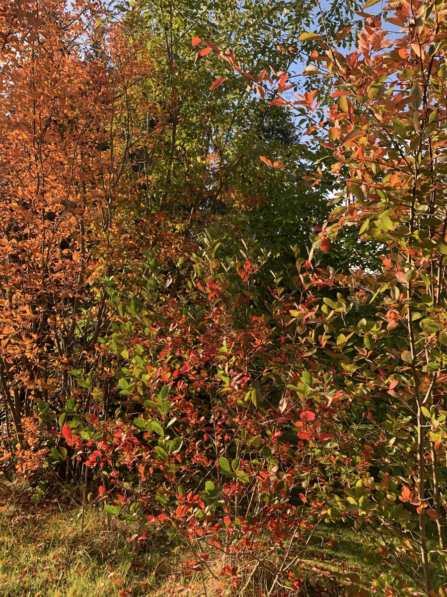 neversayneverd2's tweet photo. Herbstbunt 🧡💛💚❤️ https://t.co/htxTSftBco