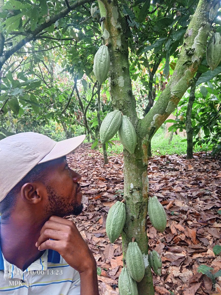 MPKwarteng_'s tweet photo. When you know a 64kg bag sells at GH¢2,650 and GH¢42,400 tonnage at a gross Free-On-Board (FOB) share of 71% nearly 40% more than our Ivorian counterparts.

Visited the farm to see progress and its trite the tireless efforts are not in vain. Respect to all farmers! Never easy!! https://t.co/fHaSFtTQMj