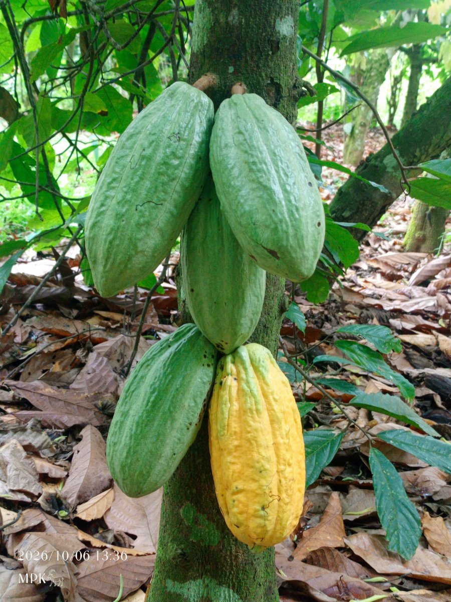 MPKwarteng_'s tweet photo. When you know a 64kg bag sells at GH¢2,650 and GH¢42,400 tonnage at a gross Free-On-Board (FOB) share of 71% nearly 40% more than our Ivorian counterparts.

Visited the farm to see progress and its trite the tireless efforts are not in vain. Respect to all farmers! Never easy!! https://t.co/fHaSFtTQMj