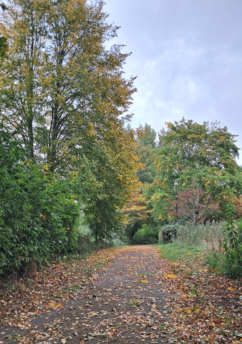 CB_cycles's tweet photo. Autumn vibes on a grey Tuesday afternoon walk 🌳🍂 #autumncolour #trees #autumn #tuesdaytrees https://t.co/yJo7t95CcG