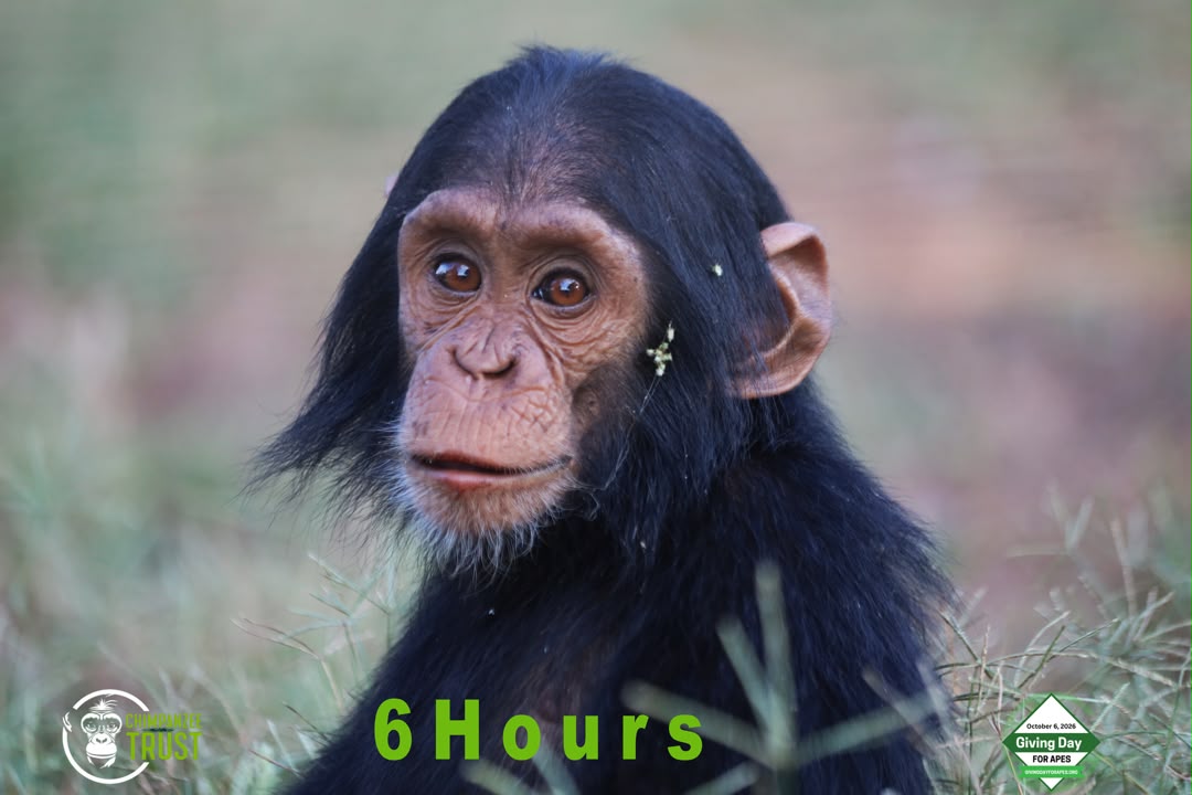 ngambaisland's tweet photo. There is more joy in giving than receiving. 
Let’s come together and make a difference for Ngamba Island Chimpanzee Sanctuary. Every penny counts, and every contribution—big or small—can help support and protect these incredible chimpanzees. Let’s make it happen. Every penny will help!
https://t.co/7mUd4eVzAl