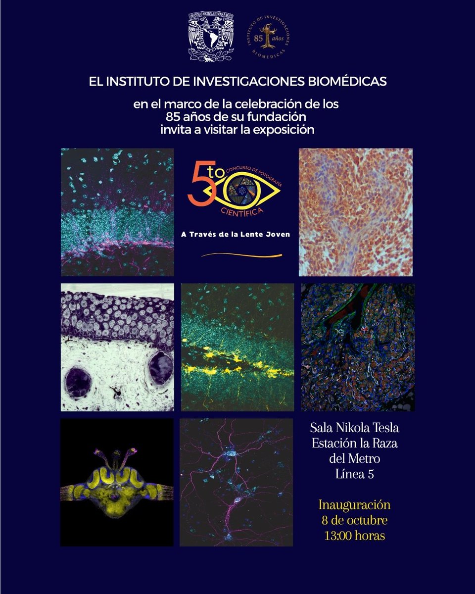 biomedicasunam's tweet photo. 📷🔬 El #IIBO invita a descubrir el lado fascinante y microscópico de la investigación biomédica en la exposición fotográfica "A Través de la Lente Joven", en el marco de los festejos por el #85AniversarioIIBO. 

📅8 oct-25 nov
📍Sala Nikola Tesla, La Raza L-5
⏰9-18 hrs. https://t.co/cF1kfqj92l