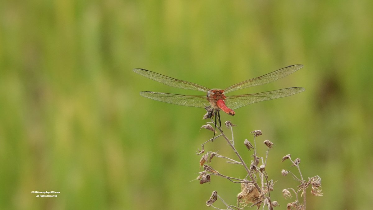 everysunny365's tweet photo. 【今日の１枚】
おはよ～ございます☀️

昨日、横断歩道で旗を降る誘導員さんを久々に見かけました
自分が子供の頃は通称=緑のおばさんて呼ばれた人が雨の日も風の日も毎日いてくれた
あれは当たり前じゃなかったんですよね😅
改めて感謝の気持ちがこみあげました✨ https://t.co/ulEkCWMBqu