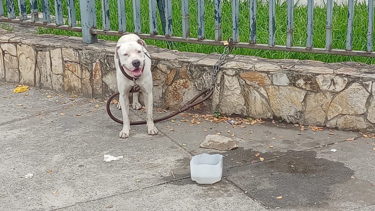 DiegoSpotorno's tweet photo. Perrito abandonado en Puerto Lisa por el parque. @Proanimal_gye tal vez puedan ayudarlo? No tengo cómo hacerlo yo. Esto es ahorita. https://t.co/7Foud8LFkT