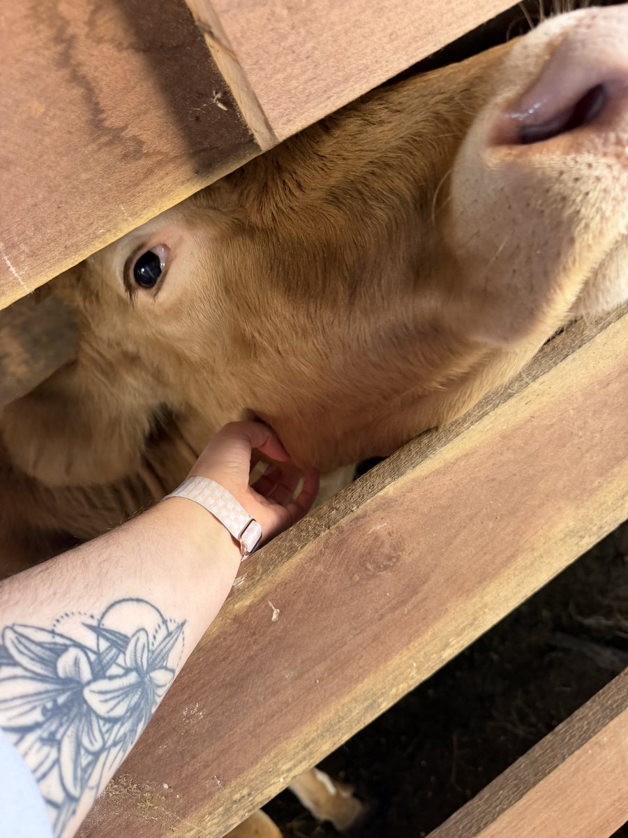 Kitsukii's tweet photo. Now I want a cow. It’s like a big puppy. https://t.co/JFt2Lr8fCR