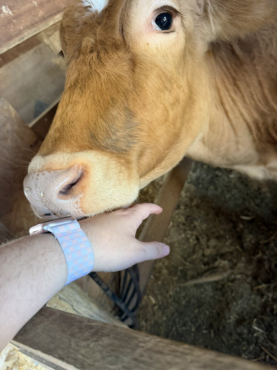 Kitsukii's tweet photo. Now I want a cow. It’s like a big puppy. https://t.co/JFt2Lr8fCR