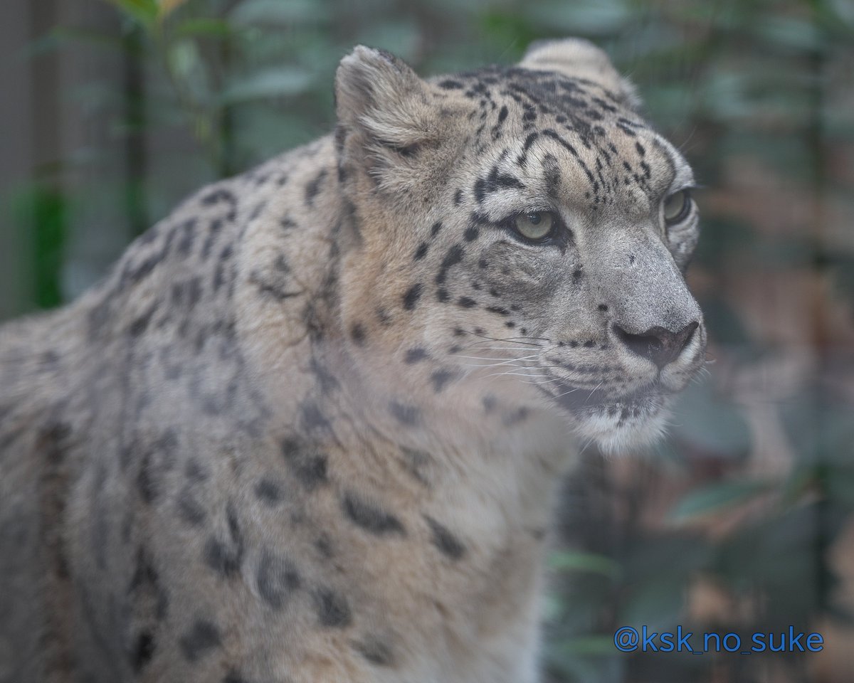 ksk_no_suke's tweet photo. ユキチでおはようございます！
📷️2026.10/3
#東山動植物園 #ユキヒョウ
#ユキチ https://t.co/ogEDfz8LY4