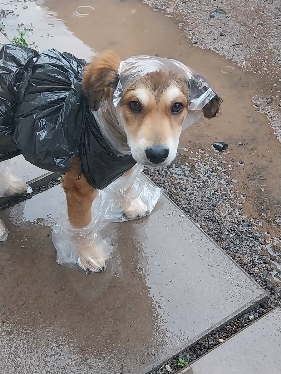 karencyyyta's tweet photo. El outfitt de mi #Brownie 😍🐶para la #lluvia 🌧🤣🤣 https://t.co/8NPzyjgx5v