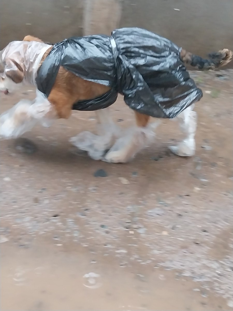 karencyyyta's tweet photo. El outfitt de mi #Brownie 😍🐶para la #lluvia 🌧🤣🤣 https://t.co/8NPzyjgx5v
