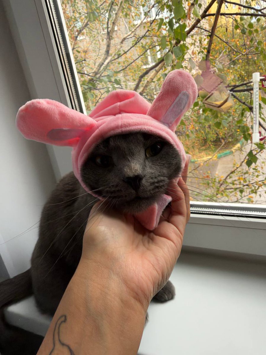 Amiyaaaaami's tweet photo. My cat lives his best life https://t.co/PZxBIShWOV