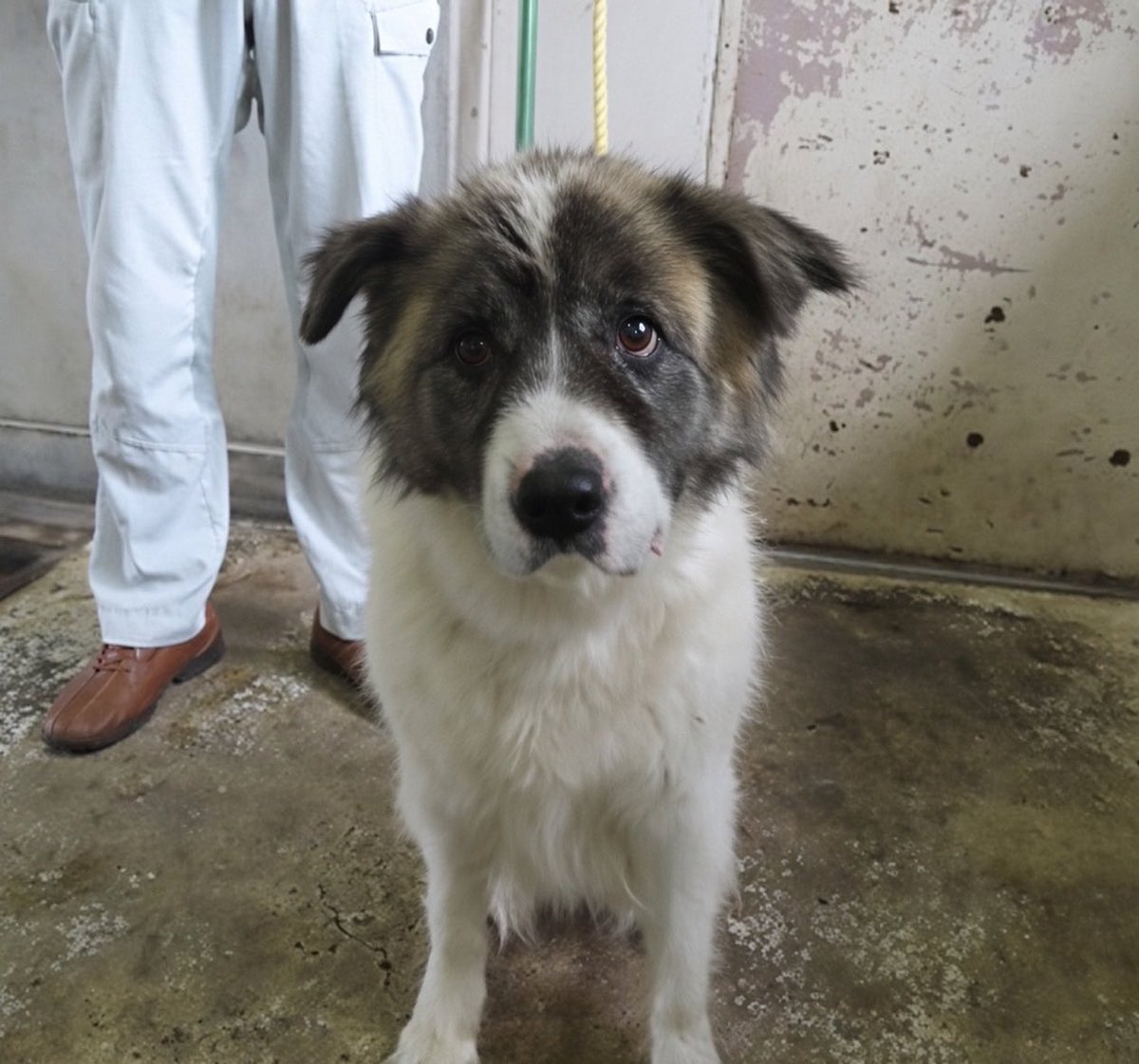 fukushiyamesagi's tweet photo. 🆘緊急🆘#収容犬
🆘⚠️掲載期限超過⚠️
9/30(水)千葉県野田市目吹
白茶黒♂垂れ耳大型雑種犬
📲東葛飾支所🙇🏻‍♂️#山岡家野田店
迷い迷子保護ミックスイヌいぬオス白黒茶ブチたれ茨城守谷常総坂東埼玉春日部松伏町吉川流山柏梅郷駅愛宕清水公園七光台シャオ櫻木神社のだ温泉ほのかHANDIことぶき亭 #論露に不二

🚨掲載期限が超過しています‼️

🚨「オス」「大型」「首輪無・鑑札無」「マイクロチップ無」とされる、垂れ耳・白茶黒(或いは白黒茶、黒茶白/ブチ)の犬が収容されています‼
🚨️飼い主様、関係者様は大至急お迎えをお願いいたします🙏🏻
🚨収容犬にお心当たりのある方は大至急、東葛飾支所迄ご連絡をお願いいたします📲🙇🏻‍♂️

◎公示には「雑種・白茶黒*・オス**　大型・成犬　首輪無***・鑑札無　マイクロチップ無」と記載されています🐶

＊公示掲載画像は撮影・再生条件、被毛・皮膚の濡れ・汚れ、或いは傷病等により色合いが違って見える場合があります。また毛色・毛柄等の認識・表現は個人の感覚等によっても異なる為、収容中の犬が公示記載毛色の「白茶黒」としてではなく、白黒茶、黒茶白、ブチ、ハチワレ、牛柄等として捜索されている可能性もあります。画像からは見えない部分の柄、尾の特徴等含め詳細は東葛飾支所迄お問い合わせください(※迷子動物をお探しの方は直接東葛飾支所へ出向かれてのご確認が確実です。 )📲🙏🏻

＊＊収容動物は長毛、傷病、或いは興奮等により、性別の確認が困難な場合があり、公示記載の性別が後日訂正される可能性もあります。正確な情報は東葛飾支所迄お問い合わせください📲🙇🏻‍♂️

＊＊＊首輪等は放浪中に外れた可能性もあり、跡が残っている場合もあります。詳細は東葛飾支所迄お問い合わせください📲🙏🏻

⚠️傷病等の有無・状態、収容状況等については東葛飾支所迄お問い合わせください 📲🙇🏻‍♂️

◎迷子動物は市区町村境・都県境等を越境して収容される場合もあります❗️

◎公示に記載がなく、掲載画像からも不明な収容動物の特徴等については東葛飾支所迄お問い合わせください📲🙏🏻

◎各センター・保健所等ではDNA検査による鑑定は実施していないと考えられますので、公示記載の犬種・猫種等は推定であり目安とお考えください🙇🏻‍♂️

◎収容動物は長期放浪等の影響による容姿の変化、或いは首輪等の脱落、色柄・形状等の経年劣化、放浪中の他者による装着等の可能性があります。公示に掲載画像がある場合でも、撮影・再生条件、被毛・皮膚の濡れ・汚れ・傷病等により動物の目の色や毛柄等の特徴、或いは経年劣化等により首輪等の色柄・形状等が逸走当時とは違って見える可能性があります。またリンクのミス等により掲載画像に別の個体や装着品が表示されるケースも稀に見られます。公示記載情報、或いは掲載画像からの印象と、動物の逸走当時の容姿、着用物との多少の差異に拘らず東葛飾支所でのご確認をお願いいたします🙏🏻

お問い合わせ
所属課室：健康福祉部動物愛護センタ−東葛飾支所
電話番号：04-7191-0050
ファックス番号：04-7193-2387
📩https://t.co/3dRK12YuDg

個人等で保護している動物情報(千葉県※千葉市、柏市、船橋市を除く)
⏩https://t.co/Pe6hAQzoys

収容犬情報  千葉県動物愛護センター東葛飾支所
⏩https://t.co/7wDXuU5aZN

【管理番号】260930-2-01