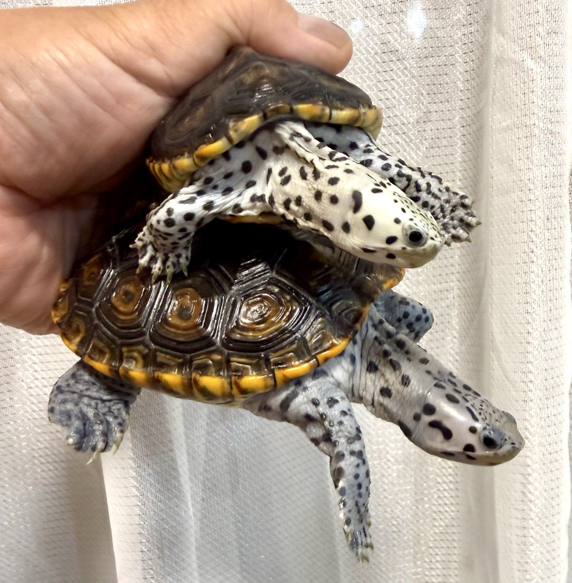 hiro_7707's tweet photo. スーパーテキサス

ホワイトとライトブルー
どちらも均一感が有って整っている感じ。

#ダイヤモンドバックテラピン
#テキサスダイヤモンドバックテラピン https://t.co/wTUa0QLrZs
