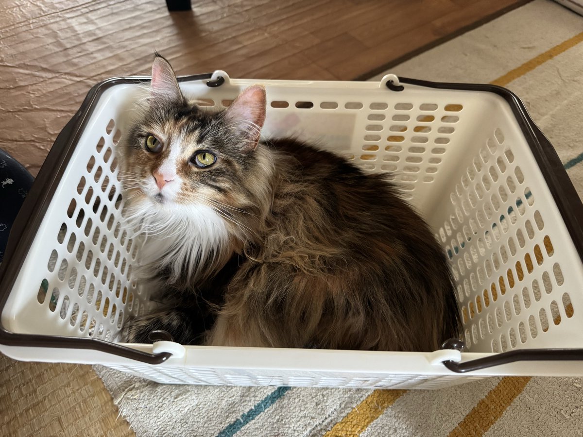 neco_ren9's tweet photo. おはようにゃ🐾

最近あちこち流行りのインフルやコロニャとか
しっかり手洗いその他もろもろ
…分かったかにゃ？

寝込んでごはん出ないと困るにゃよ？

 #猫のいる暮らし https://t.co/wRnBVV05Lv