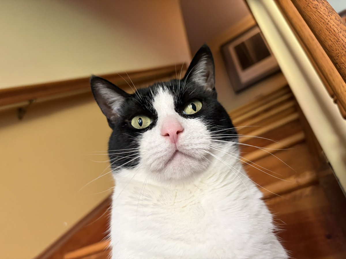 AllAgesofGeek's tweet photo. Bobo wants you to get your work done 🫵 https://t.co/R9sANztk3k