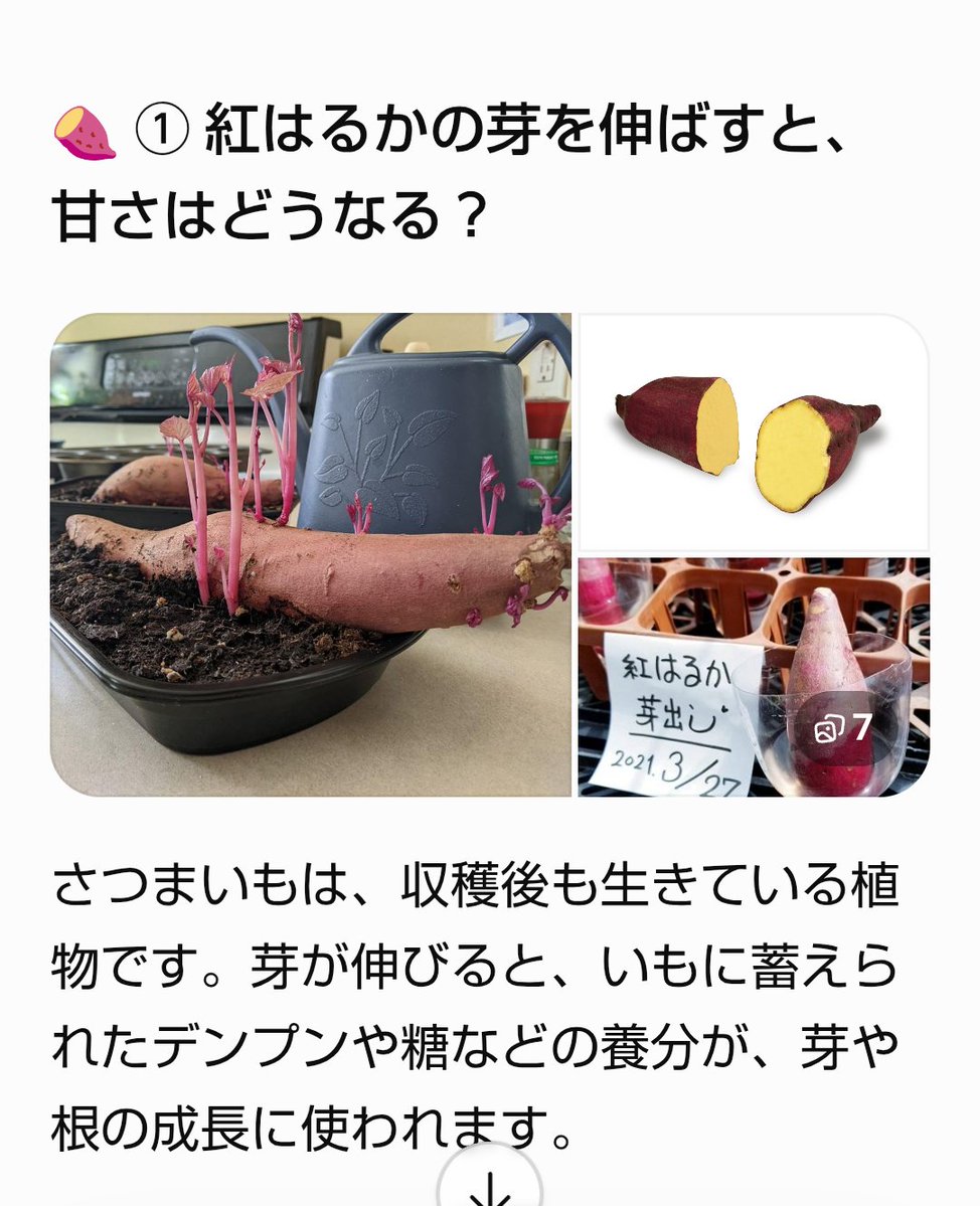 8nQJTzGnFB72220's tweet photo. #zipfm #モーブー
♪紅はるかさんの芽について~🎊
芽が伸びると~お芋さんに蓄えられたデンプンや糖などの養分が~芽や根の成長に使われるのですね👏🎉🎊 https://t.co/DGV7VwBhTp