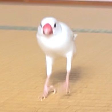 tired_ibis's tweet photo. woah... such beautiful legs,, https://t.co/ac3mXbDnog