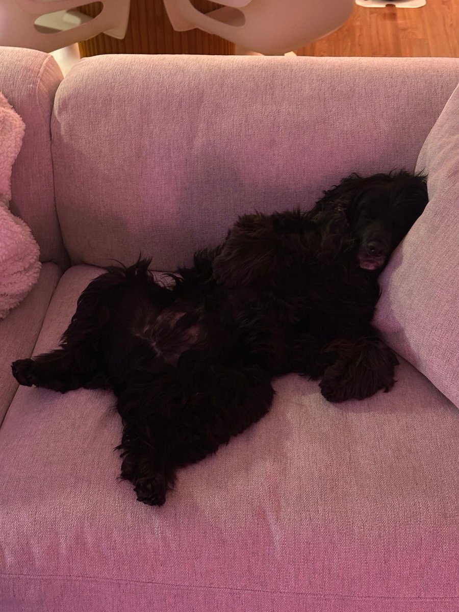 Ashley6di's tweet photo. Who can help my dog with her food 🫩 https://t.co/PWisHKbtS9